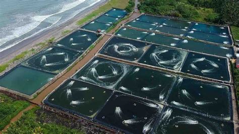 Proyek Tambak Udang Berkelanjutan Di Kebumen Inovasi Pertanian Yang