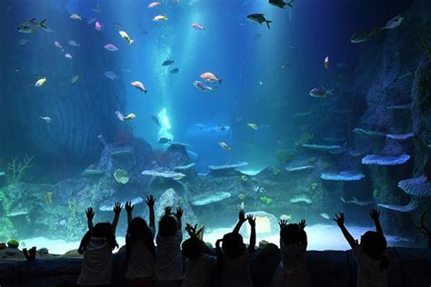 Sea Life Aquarium Center Opens In Sw China