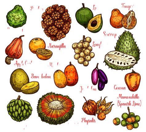 Exotic Fruits Vector Png Images Exotic Tropical Fruits Sketch With