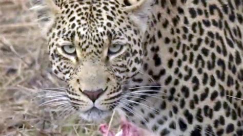 Leopard Enjoys Breakfast Feast In South Africa The Global Herald