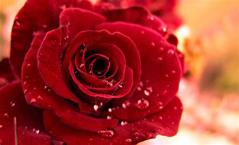 Red Rose With Water Drops Wallpaper