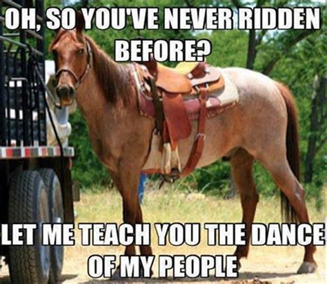 10 Funny Horse Photos Hippologic Clickertrainingca
