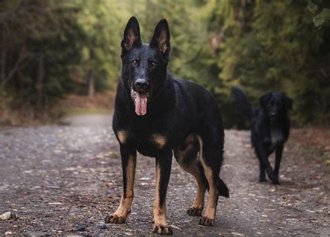 10 Gorgeous German Shepherd Colors All Coats And Markings