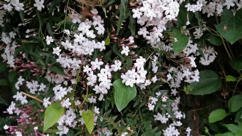 Most Fragrant Plants Of My British Garden Jasminum Polyanthum The