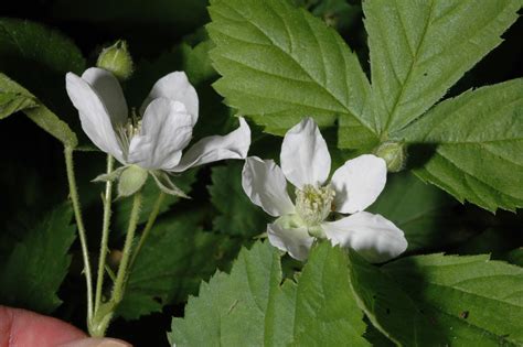 Rubus Flagellaris Rosaceae