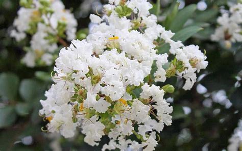 White Crape Myrtle Southern Living Plants Southern Living Plant