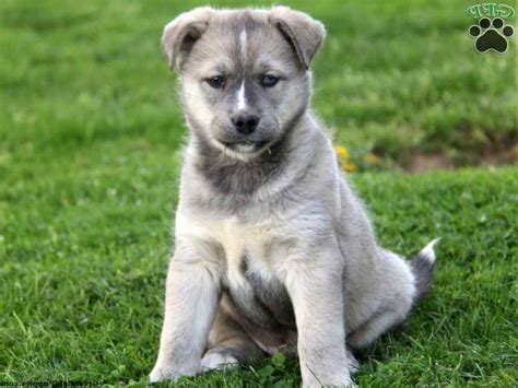 Husky Mastiff Mix Puppies For Sale Petsidi