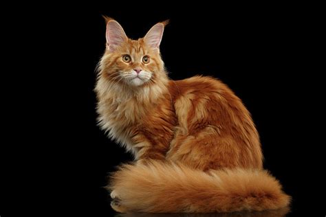 Ginger Maine Coon Cat Isolated On Black Background Photograph By Sergey