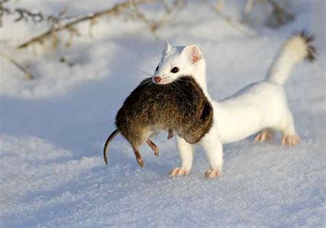 Animal Beautiful Snow Animals