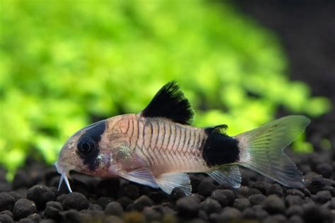 Panda Cory Catfish