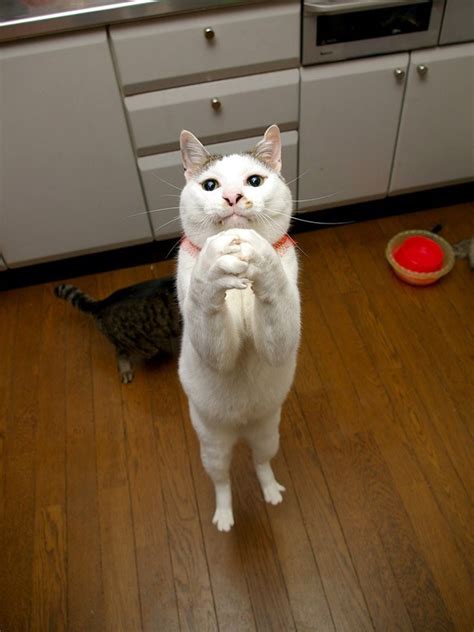18 Cats That Are Praying For The Weekend I Can Has Cheezburger