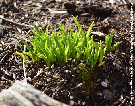 It is a major port in the willamette valley region of the pacific. the Nature of Portland: Portland's Native Plants Spring to ...