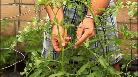 Pruning Your Tomato Plants To Get Big Tomatoes With California Gardener
