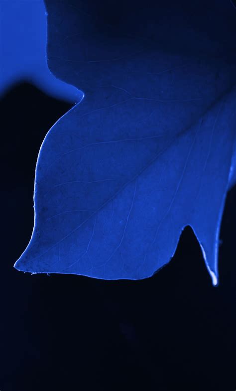 Blue Leaf Wallpapers Top Free Blue Leaf Backgrounds Wallpaperaccess