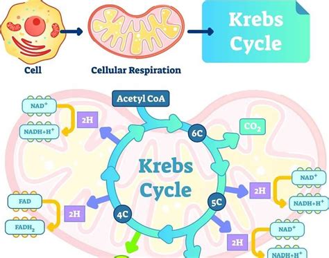 Cellular respiration equation reactants aerobic cellular respiration equation cellular respiration process enzyme catalyzed reactions traps heat in the earth's atmosphere. What Are The Reactants In The Equation For Cellular Respiration? / Cellular Respiration Review ...
