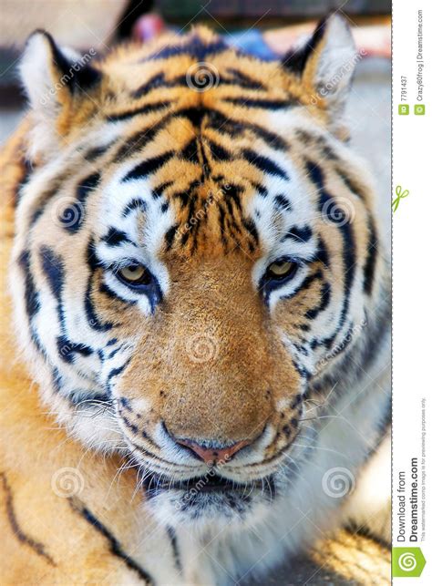 Tiger Head Stock Image Image Of Head Close Mammal Wilderness 7791437