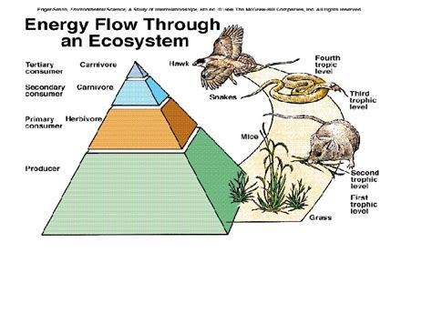 Chapter 3 Ecosystem Ecology Energy Flow Throuth Ecosystem