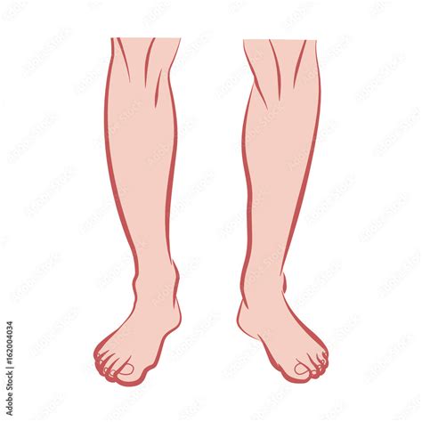 Human Legs Man Legs Illustration Vector Stock Vector Adobe Stock