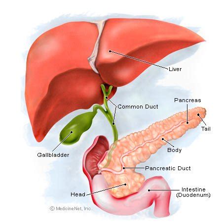Where is the pancreas located? Pancreatic Cysts: Symptoms, Causes & Management