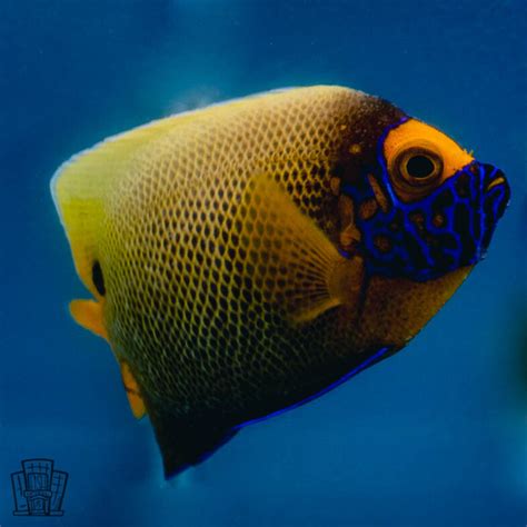 Blueface Angelfish From The Fishotel