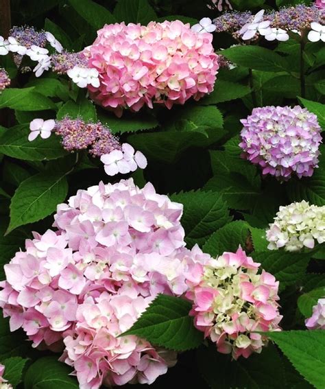 Whats In Your Garden This Year With So Many Varieties Of Hydrangeas