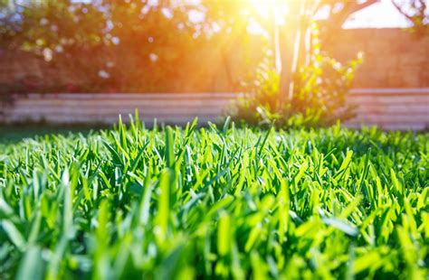 8 Tips To Keep Lawn Green In Summer Heat