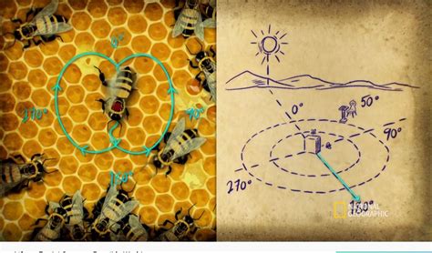 Secrets Of Nature How Bees Communicate With Math And Coordinates