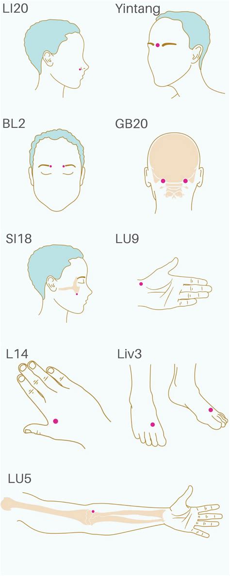 Sinus Acupuncture Points Hot Sex Picture