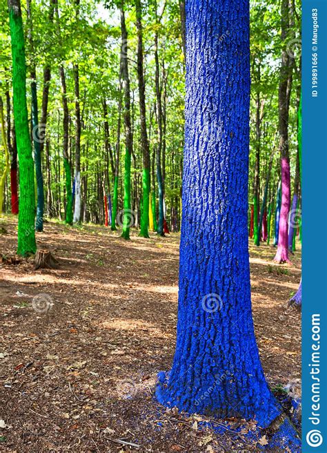 Painted Forest In Gorj County Romania Stock Photo Image Of Vibrant
