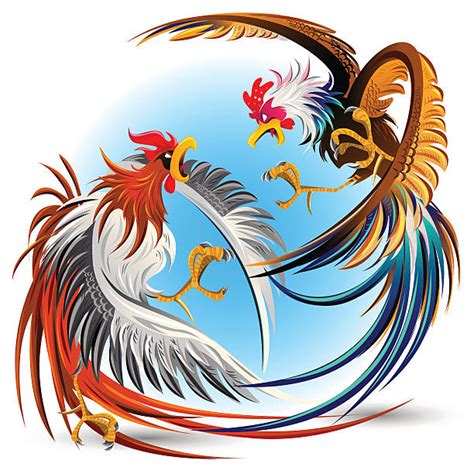 Cock Fight Clip Art Illustrations Royalty Free Vector Graphics And Clip