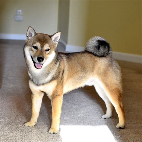 Standard, bronze, silver, gold, and platinum. Shiba inu colors red sesame | Dogs, breeds and everything ...