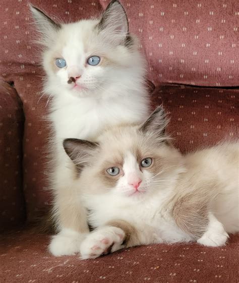 Ragamuffin Adult Cats For Sale