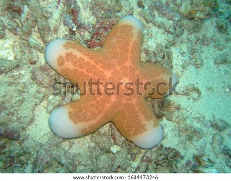 Granulated Sea Star Choriaster Granulatus Raja Stock Photo 1634473246