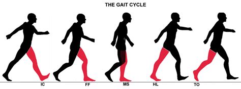 The Gait System How Gait Recognition Works Physiother
