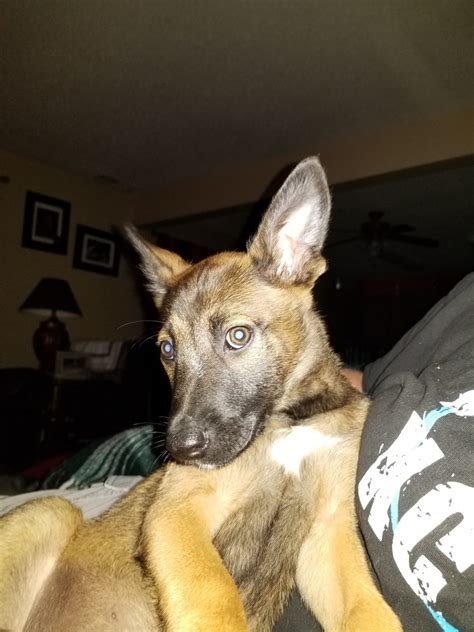 Our puppies are raised with intentional touch, sound and sense stimuli from birth, making a sound & superior malinois ready for training and companionship. Belgian Shepherd Dog (Malinois) Puppies For Sale ...