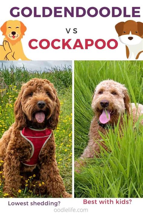 Miniature, small standard, and large standard. Cockapoo Vs Goldendoodle - Which Is a Better Dog Breed ...