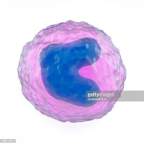 Monocyte Photos And Premium High Res Pictures Getty Images