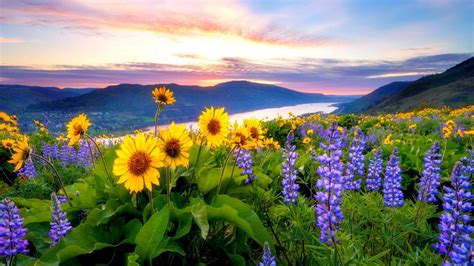 Spring Flowers Mountain Lake Hills 1920x1080