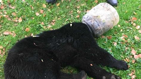 Wildlife Officials Rescue Bear In Tight Predicament