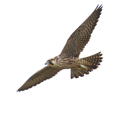 Collection Of Falcon Png Pluspng