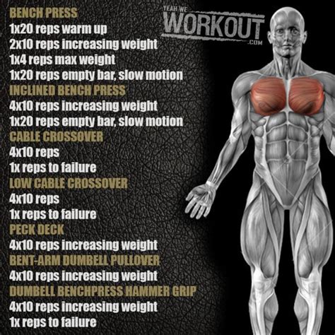 Stronger Chest Workout Health Fitness Training Plan Arms Bicep
