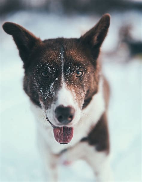 Self Drive Husky Dog Sledding Tromsø Arctic Adventure Tours