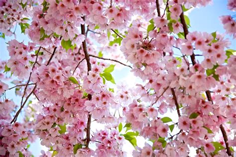 Washington Dc Cherry Blossoms Ultimate 2023 Festival Guide Southern Trippers