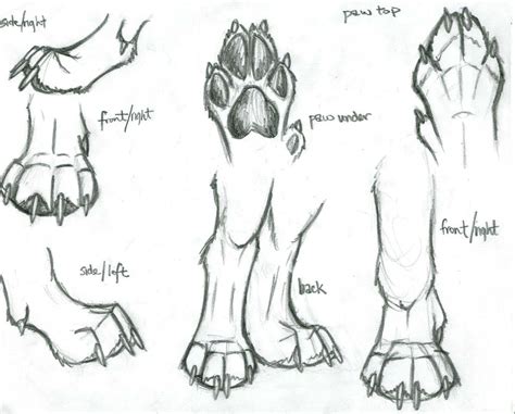 Https://techalive.net/draw/how To Draw A Wolf Paw