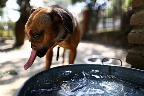 If your dog stops drinking water due to illness, you'll have to take action and help them stay hydrated. Animal Behaviour: Dogs' Sloppiness At Drinking Water Modelled