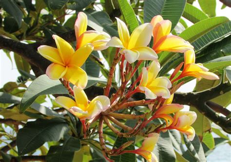 Check spelling or type a new query. Floras de Colombia 2013 ~ Plumeria (yellow) ; Frangipani ...