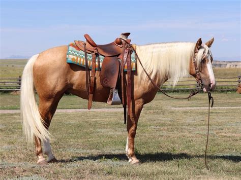 Check Out This Amazing Beautiful 10yr 15h Palomino Gelding Quarter