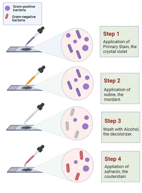 Gram Staining Procedure Principle And Results