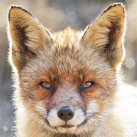 Faces Of Foxes Photographer Proves That Every Fox Has Different