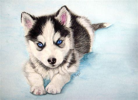 Husky Puppy By Ankaai3 Cute Husky Puppies Cute Dogs Husky Drawing